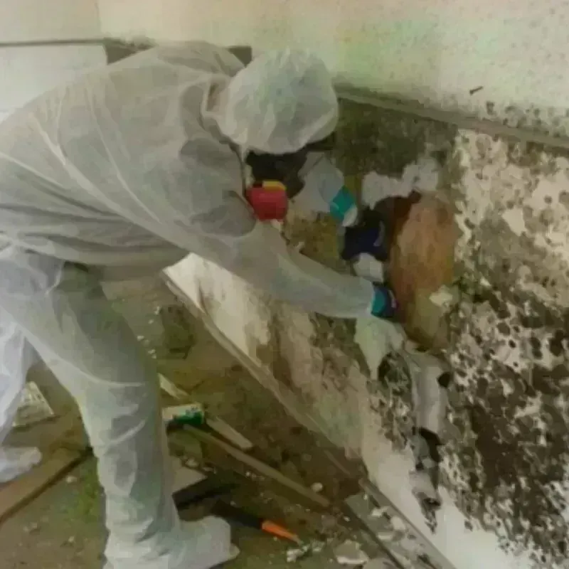 Mold Remediation and Removal in Mount Holly, NC